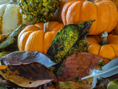 Sonbahar, sonbahar yaprakları ve tüyleriyle sakin bir hayattır.