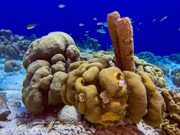 Récif Corallien Caribéen Large Des Côtes Île Bonaire Dans Les — Photo