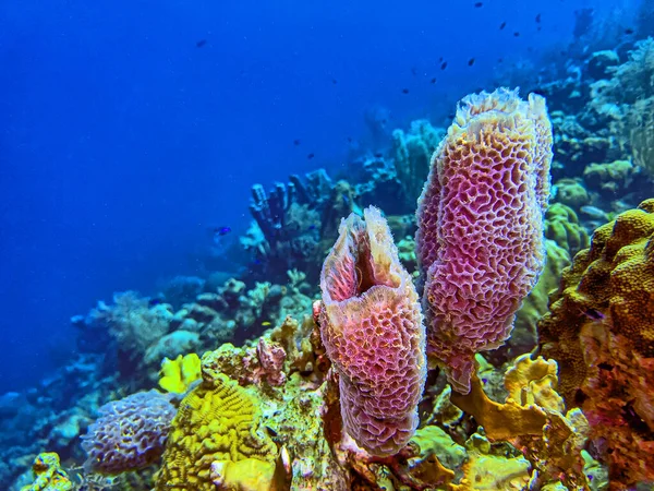 Callyspongia plicifera, the azure vase sponge, is a species of sea sponge belonging to the family Callyspongiidae