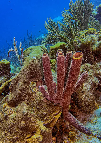 Callyspongia Cladochalina Aculeata Commonly Known Branching Vase Sponge Species Sea — Stock Photo, Image
