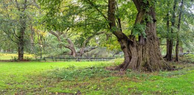 Central Park, Sonbaharda New York