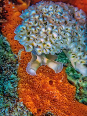 Elysia crispata, common name the lettuce sea slug or lettuce slug, is a large and colorful species of sea slug, a marine gastropod mollusk.