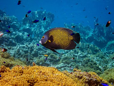  French angelfish,Pomacanthus paru is a species of marine ray-finned fish, a marine angelfish belonging to the family Pomacanthidae. 