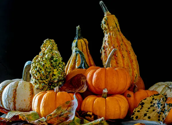 Autumn still life with pumpkins and flowers on black background