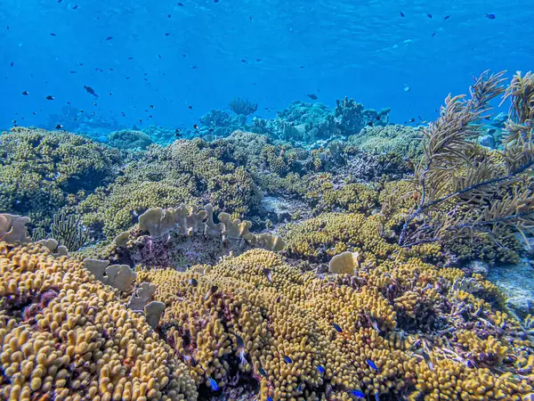 Karibiska Korallrev Utanför Bonaires Kust Grunt Vatten — Stockfoto