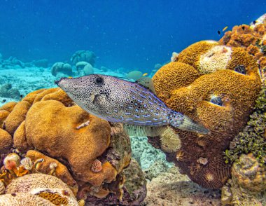 Aluterus scriptus, genellikle karalanmış balık, süpürge balığı veya karalanmış deri ceket olarak bilinir, Monacanthidae familyasına ait bir deniz balığıdır..