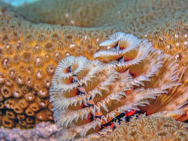 Spirobranchus giganteus, yaygın olarak Noel ağacı solucanları olarak bilinir, Serpulidae familyasından tüp solucanları üreten bir polichaete türüdür.. 