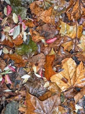 Ormanda sonbahar yaprakları 