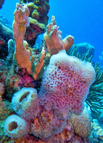 Callyspongia Plicifera Azure Vase Sponge Species Sea Sponge Belonging Family — Stock Photo, Image