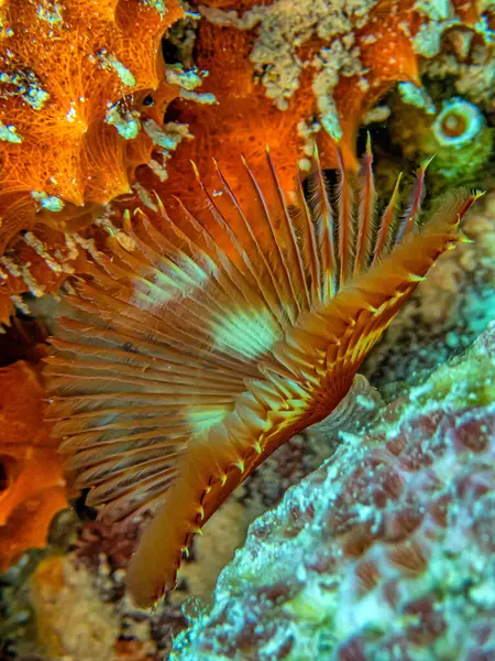 Sabellidae Feather Duster Worms Family Marine Polychaete Tube Worms Characterized — Stock Photo, Image