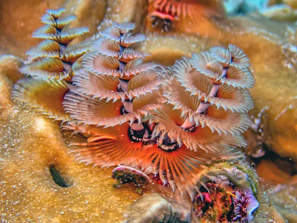 Spirobranchus Giganteus Широко Известный Рождественские Ёлочные Черви Являются Трубчатыми Полихетными — стоковое фото