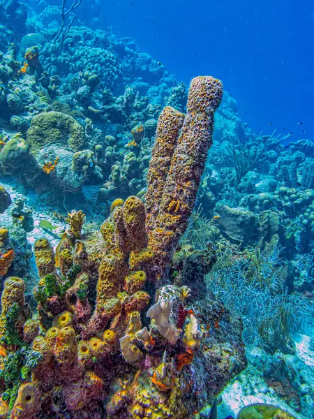 stock image Callyspongia ,Cladochalina, aculeata, commonly known as the branching vase sponge is a species of sea sponge in the family Callyspongiidae