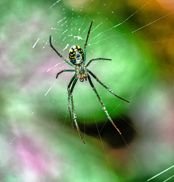 Orb Weaver Spiders Members Spider Family Araneidae Most Common Group — Stock Photo, Image