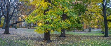 Central Park, Sonbaharda New York