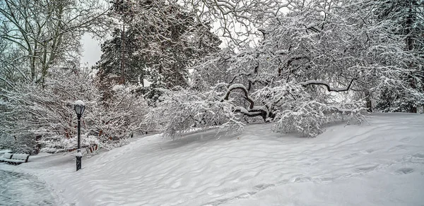Central Park Winter Snow Storm Dawn — Stock Photo, Image