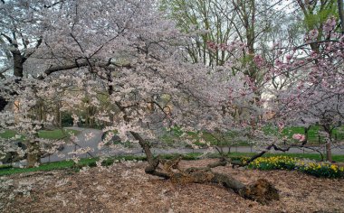 Malus coronaria, tatlı yaban elması veya çelenk olarak da bilinen Kuzey Amerika 'da yetişen bir yaban elması türüdür.