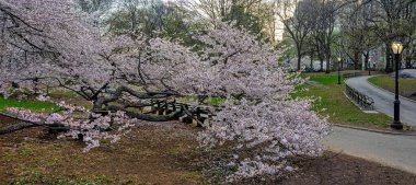 Central Park 'ta bahar, New York' ta, sabahın erken saatlerinde açtığım ağaçlarla
