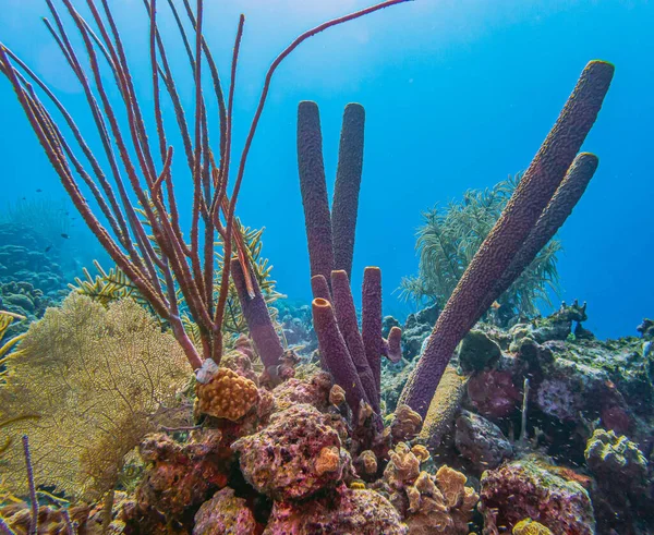Карибский Коралловый Риф Вазовая Губка Берегов Острова Бонайр — стоковое фото