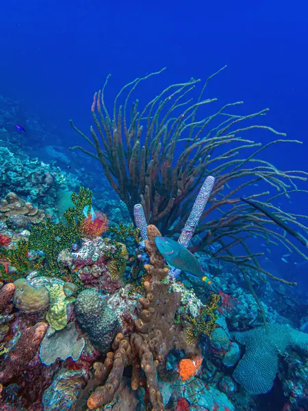 Arrecife Coral Caribeño Esponja Florero Frente Costa Isla Bonaire —  Fotos de Stock