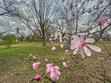 Central Park 'ta bahar, New York