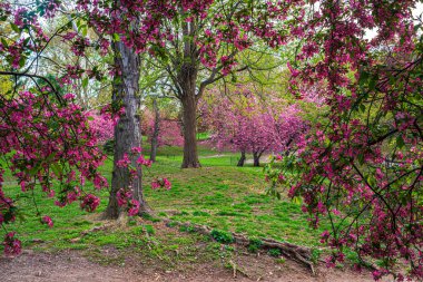 Central Park 'ta bahar, New York