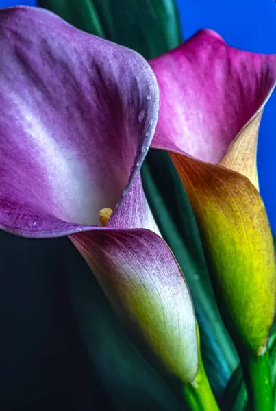 Calla lily in arrangement with water drops and purple on black background