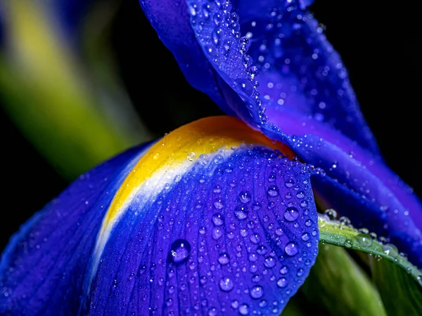 Iris Xiphium Beter Bekend Als Spaanse Iris — Stockfoto