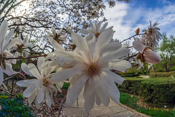 Magnolia Tree Spring Conservatory Gardens — Stock Photo, Image
