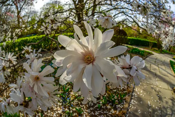 Magnolia Tree Spring Conservatory Gardens — Stock Photo, Image