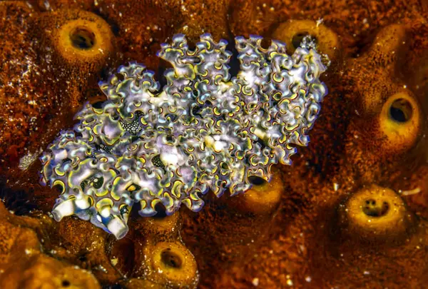 Elysia Crispata Common Name Lettuce Sea Slug Lettuce Slug Large — Stock Photo, Image