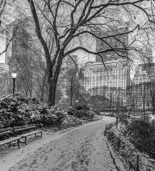 Central Park early in the morning during  a snow storm