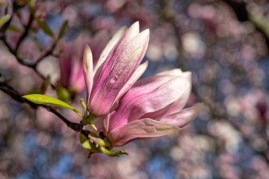 Baharda manolya ağacı