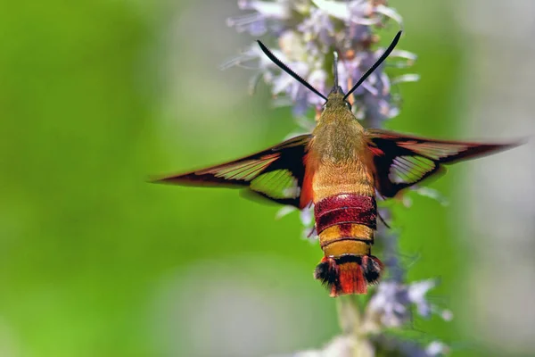 Hemaris Genus Sphinx Moths Subfamily Macroglossinae Hummingbird Moth — Stock Photo, Image