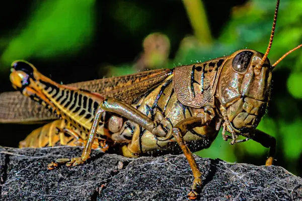 Schistocerca Americana Species Grasshopper Family Acrididae Known Commonly American Grasshopper — Stock Photo, Image