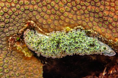 Elysia crispata, common name the lettuce sea slug or lettuce slug, is a large and colorful species of sea slug, a marine gastropod mollusk