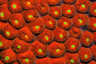 Astreopora, Akroporidae familyasından bir mercan cinsidir. Cins üyeleri genellikle yıldız mercanları olarak bilinir.