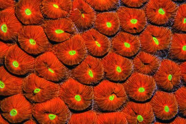 Astreopora is a genus of stony corals in the Acroporidae family. Members of the genus are commonly known as star corals clipart