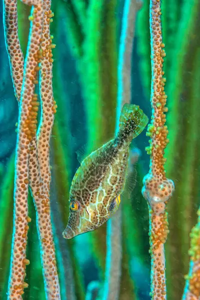 Slender  filefish ,Monacanthidae are a diverse family of tropical to subtropical tetraodontiform marine fish,