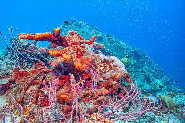 Recifes Coral Das Caraíbas Largo Costa Ilha Bonaire Imagem De Stock