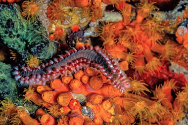 Hermodice carunculata, Amphinomidae familyasına ait bir tür deniz solucanı türüdür.