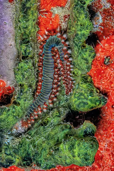 Hermodice Carunculata Bearded Fireworm Type Marine Bristleworm Belonging Amphinomidae Family — Stock Photo, Image