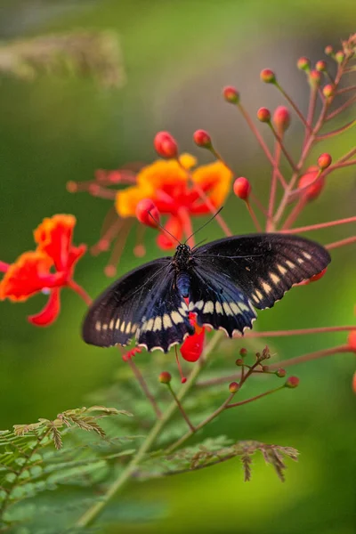 Papilio Polyxenes Eastern Black Swallowtail American Swallowtail Parsnip Swallowtail — Stock Photo, Image