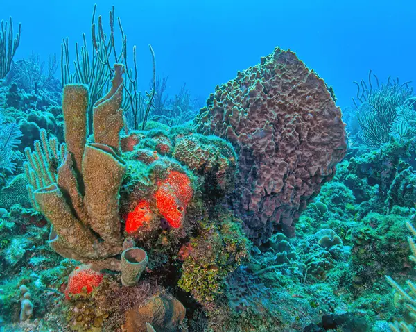 Arrecife Coral Caribeño Frente Costa Isla Roatán Honduras Fotos de stock