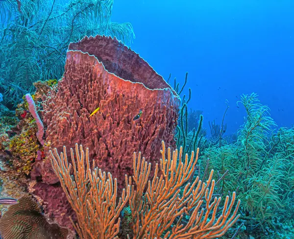 Arrecife Coral Caribeño Frente Costa Isla Roatán Honduras Imagen de archivo