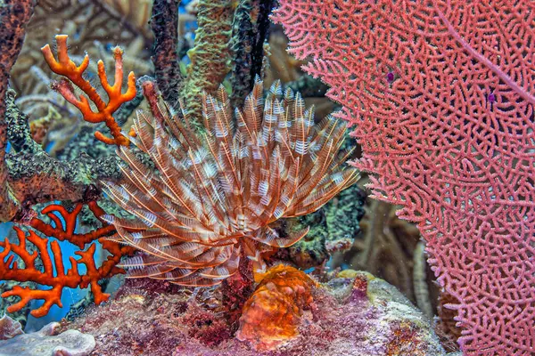 Karib Tengeri Korallzátony Hondurasi Roatan Sziget Partjainál Stock Fotó