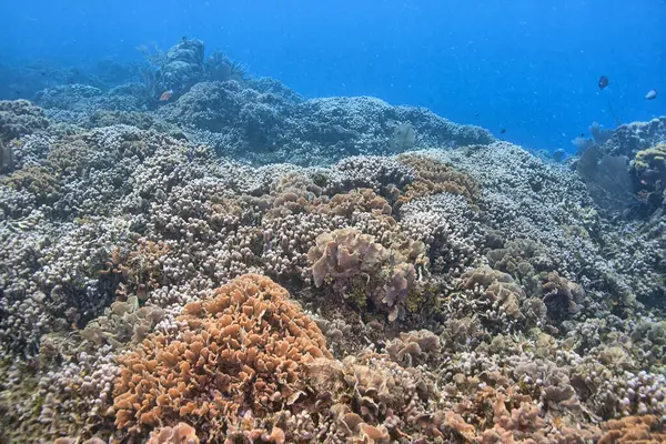 Arrecife Coral Caribeño Frente Costa Isla Roatán Honduras Imagen de stock