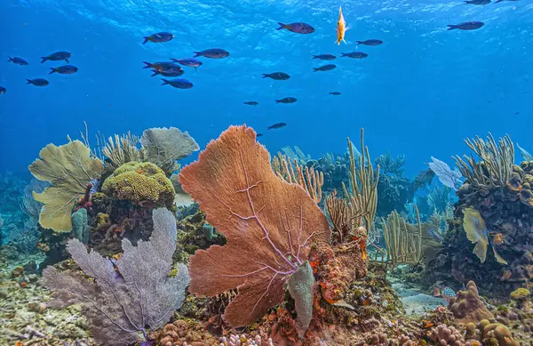 Récif Corallien Des Caraïbes Large Des Côtes Île Roatan Honduras Images De Stock Libres De Droits