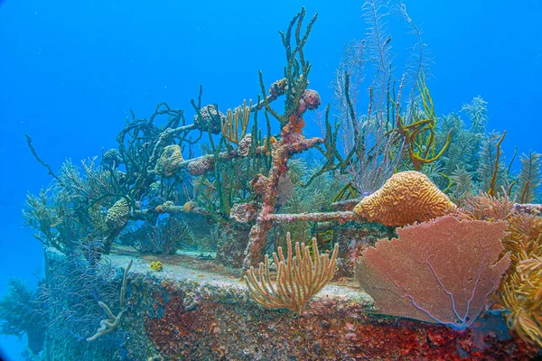 Arrecife Coral Caribeño Frente Costa Isla Roatán Honduras Naufragio Imagen de stock