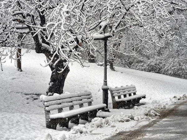 Central Park New York City Během Sněhové Bouře Časné Ráno Stock Fotografie