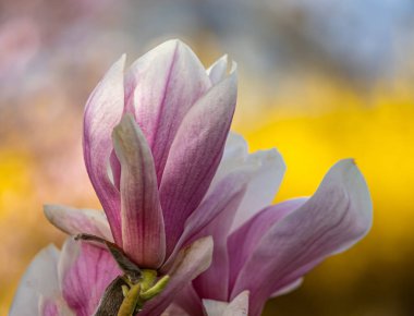 İlkbaharda çiçek açan manolya ağacı, Central PArk, New York